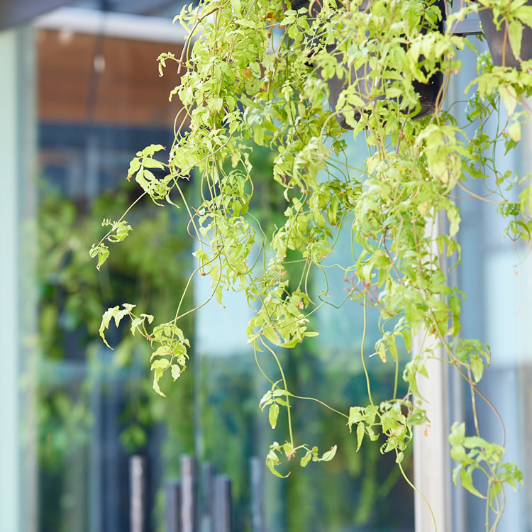 hana-kichi スタジオ周り風景 hana-kichi スタジオ周り風景